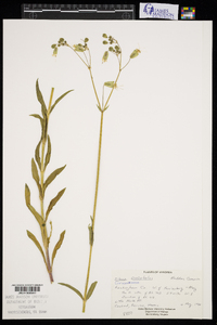 Silene vulgaris image