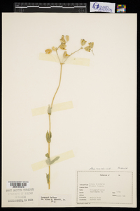 Silene vulgaris image