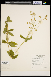 Silene stellata image