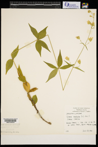 Silene stellata image