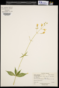 Silene stellata image