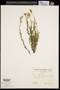 Silene struthioloides image