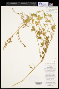 Atriplex prostrata image