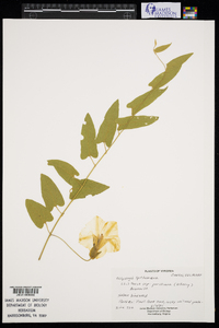 Calystegia spithamaea subsp. purshiana image