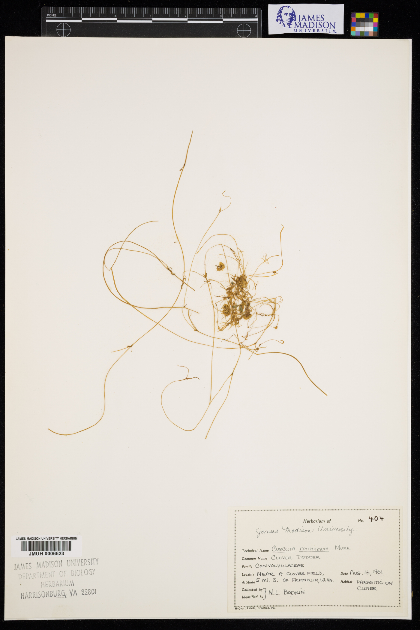 Cuscuta epithymum image