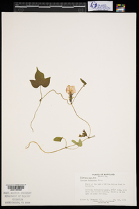 Ipomoea hederacea image