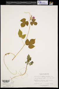 Ipomoea hederacea image