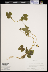 Ipomoea hederacea image