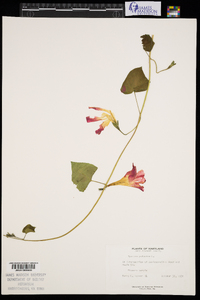 Ipomoea purpurea image