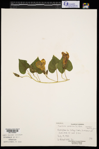 Ipomoea purpurea image