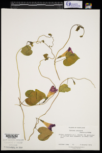 Ipomoea purpurea image