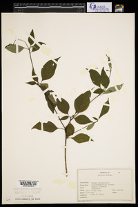 Cornus alternifolia image