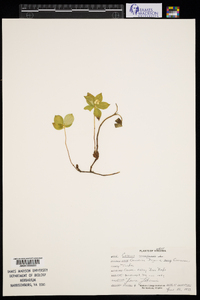 Cornus canadensis image