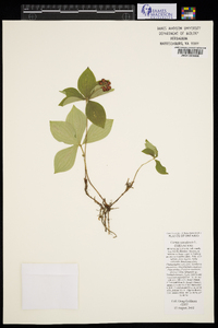 Cornus canadensis image