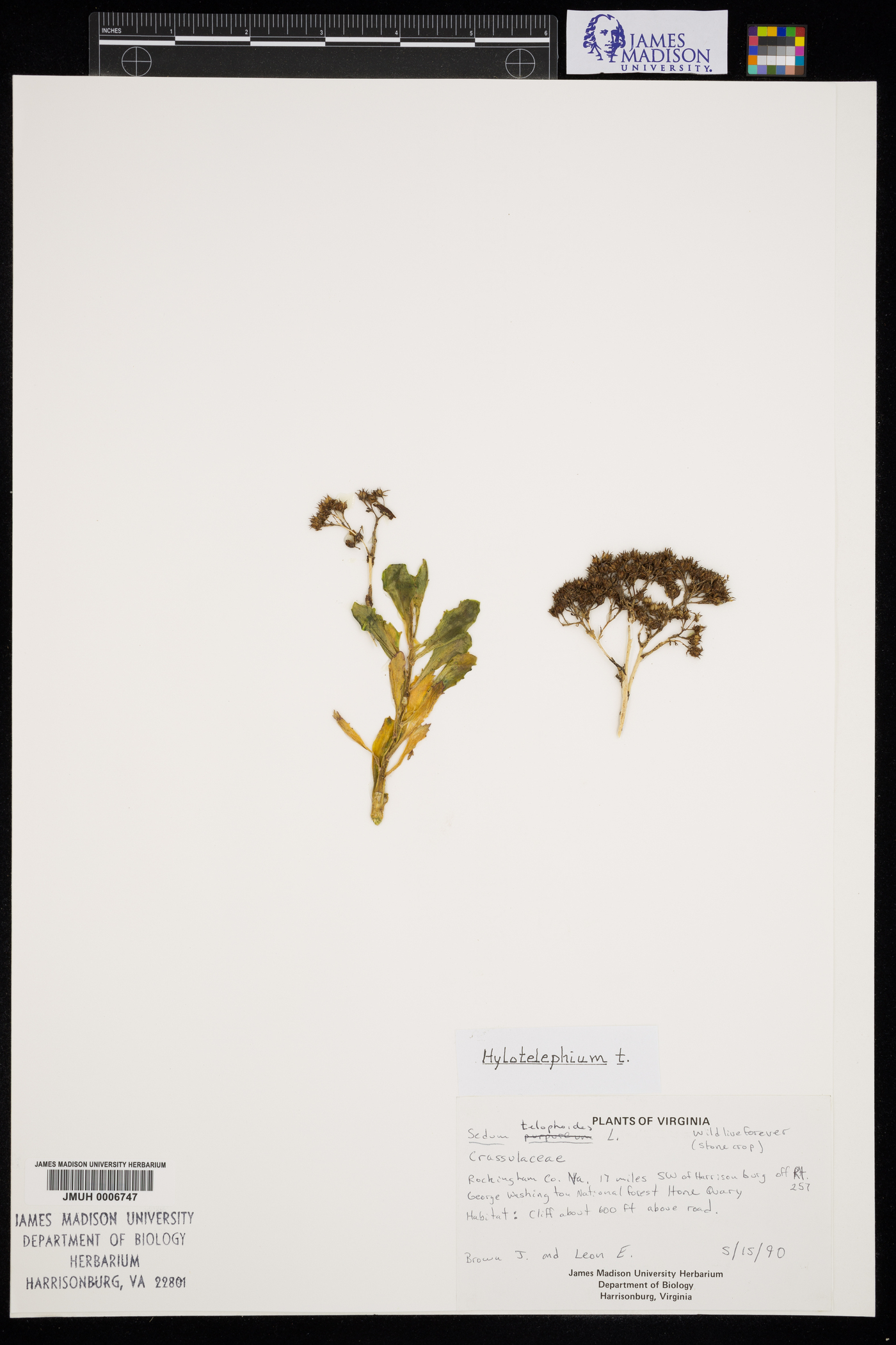 Hylotelephium telephioides image