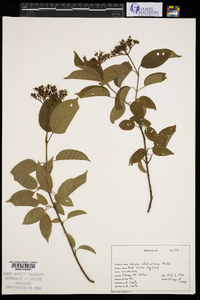 Cornus sericea subsp. sericea image