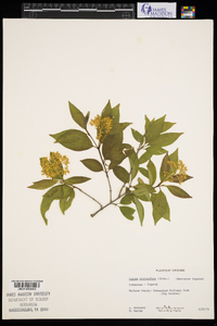 Cornus sericea subsp. sericea image