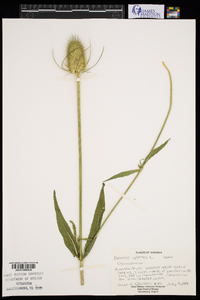 Dipsacus fullonum image