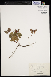 Gaultheria procumbens image