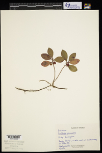 Gaultheria procumbens image