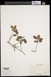 Gaultheria procumbens image