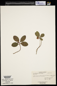 Gaultheria procumbens image