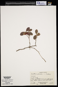 Gaultheria procumbens image