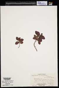 Gaultheria procumbens image