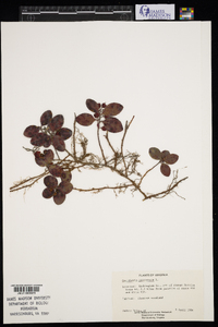 Gaultheria procumbens image