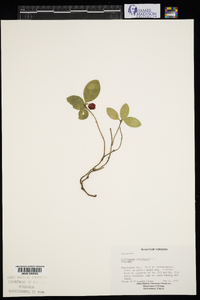 Gaultheria procumbens image