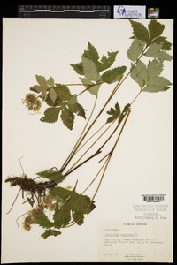 Hydrophyllum virginianum image