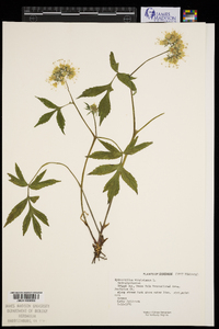 Hydrophyllum virginianum image