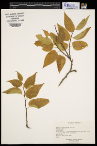 Celtis laevigata image