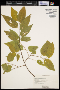 Celtis laevigata image