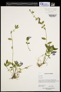 Vinca minor image