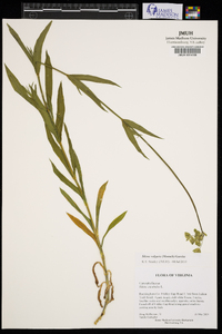 Silene vulgaris image