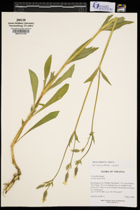 Silene stellata image