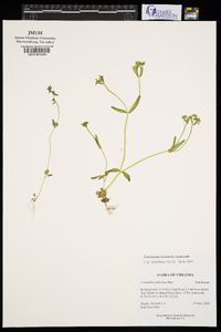 Valerianella locusta image