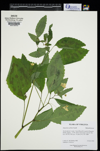 Impatiens pallida image