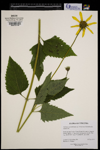 Heliopsis helianthoides var. helianthoides image