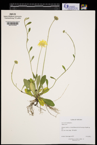 Hieracium pilosella image