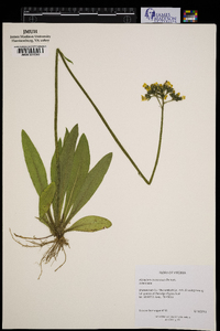 Hieracium caespitosum image