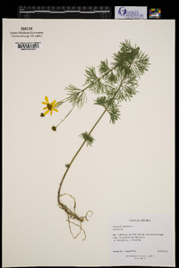 Coreopsis verticillata image