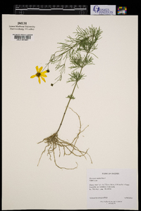 Coreopsis verticillata image