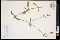 Silene latifolia image