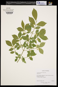 Euonymus alatus image