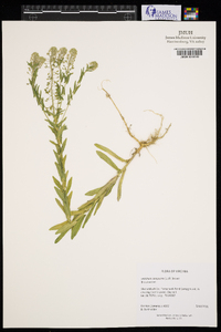 Lepidium campestre image