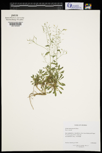 Draba ramosissima image