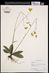 Hieracium venosum image