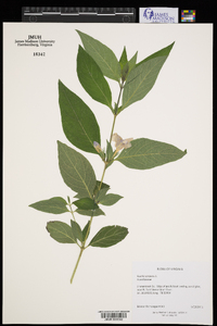 Ruellia strepens image